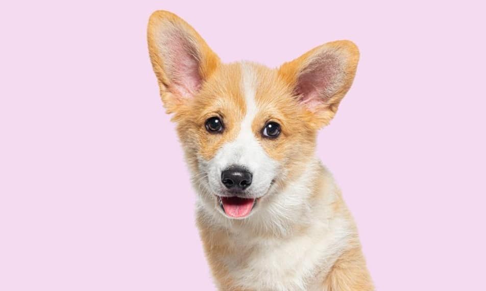 cute corgi puppy