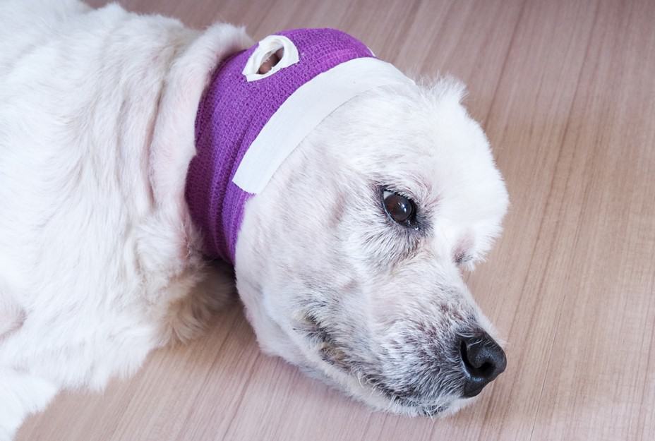 dog after ear surgery