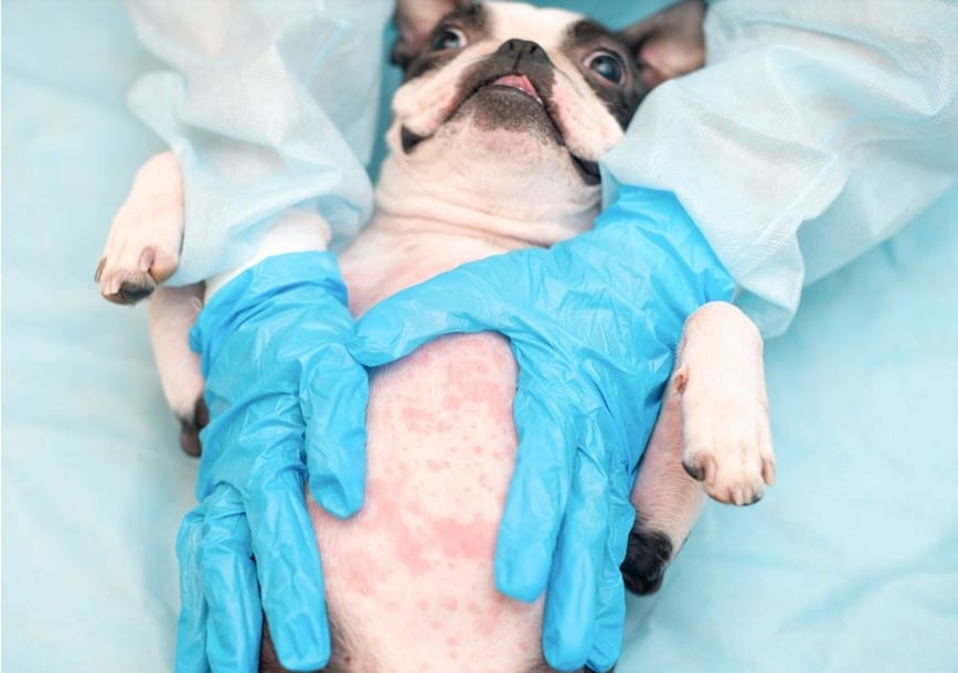 dog belly checking by vet