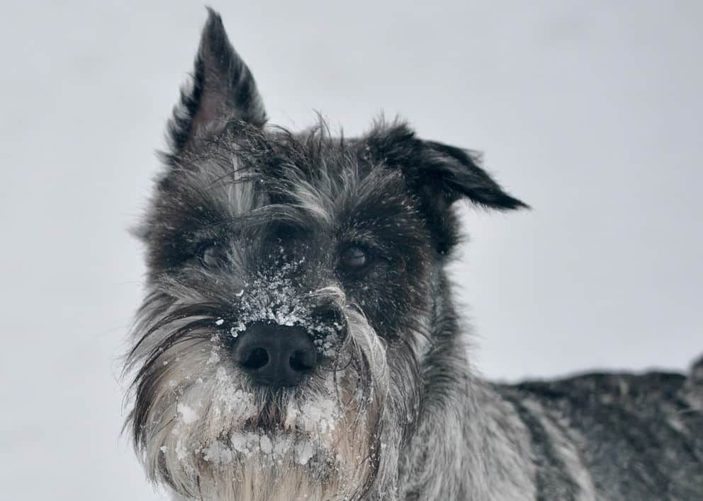 dog in ear up
