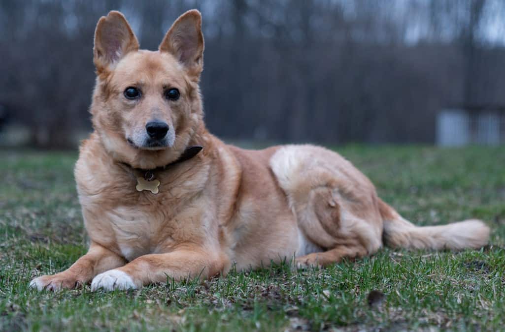 dog in open ground