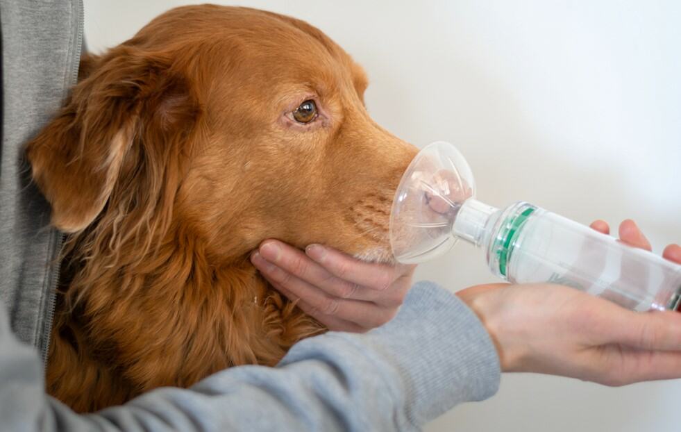 dog inhaling mask
