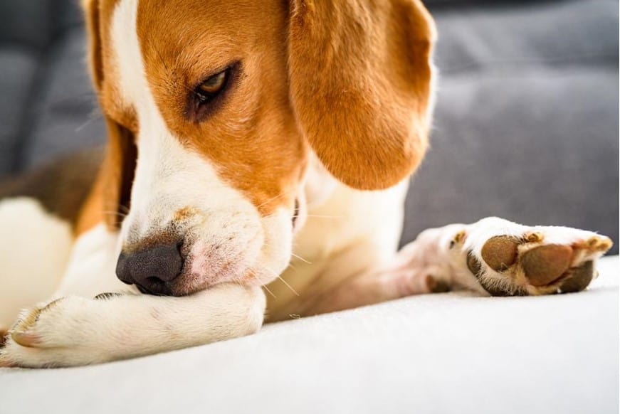 dog licking leg