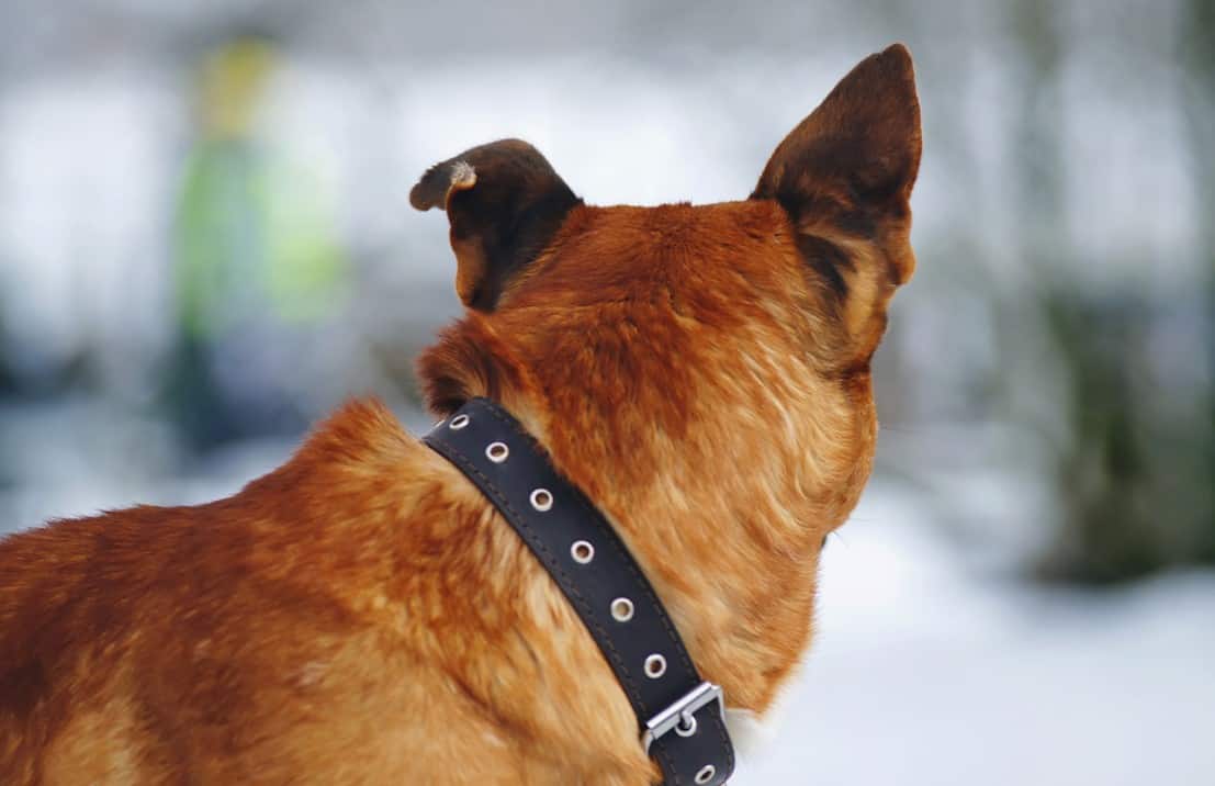 dog looking backward