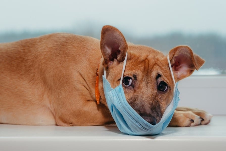 dog lying and wearing mask