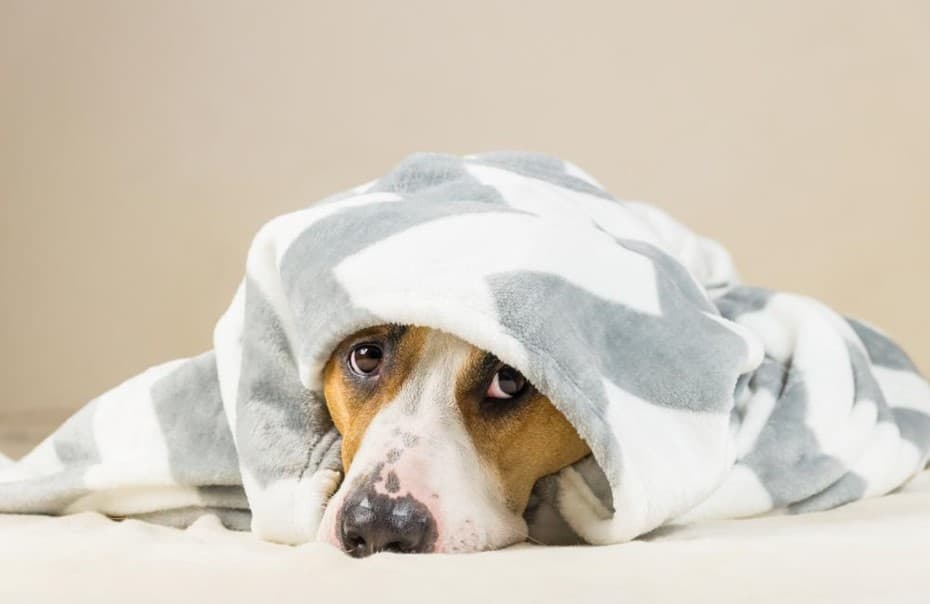 dog sitting in blanket