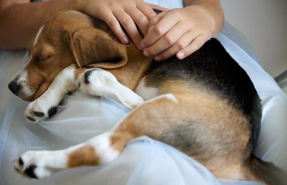 dog sleeping on owner leg