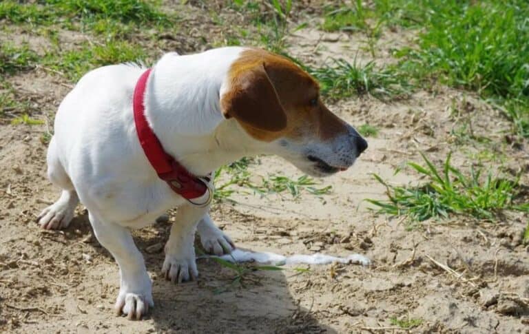 dog vomiting