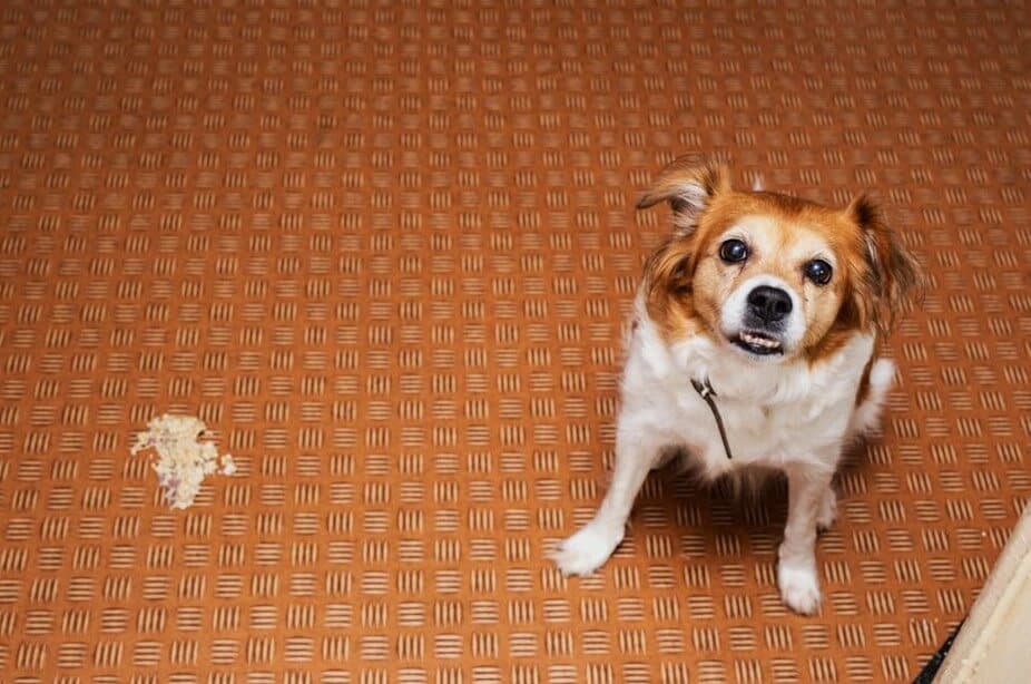 dog vomiting on the floor