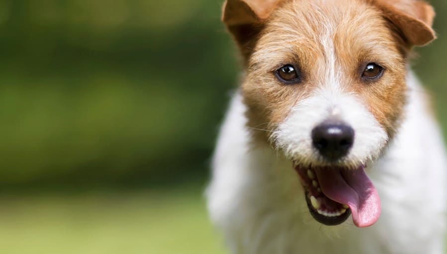 dog walking and breathing fast
