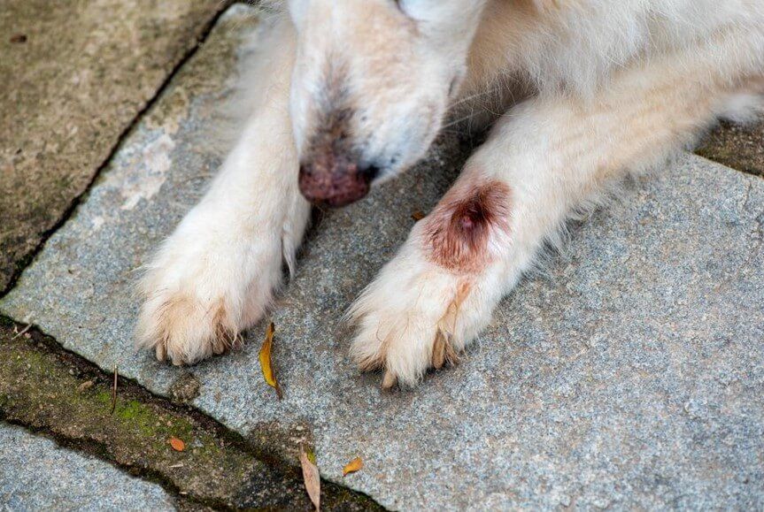 dog with feet injection