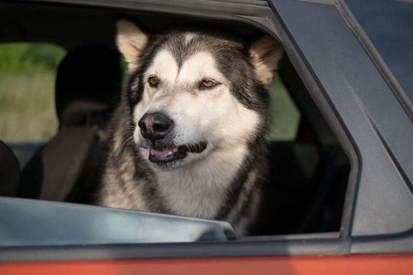 husky in the car