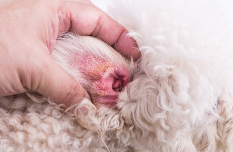 infection in dog ear