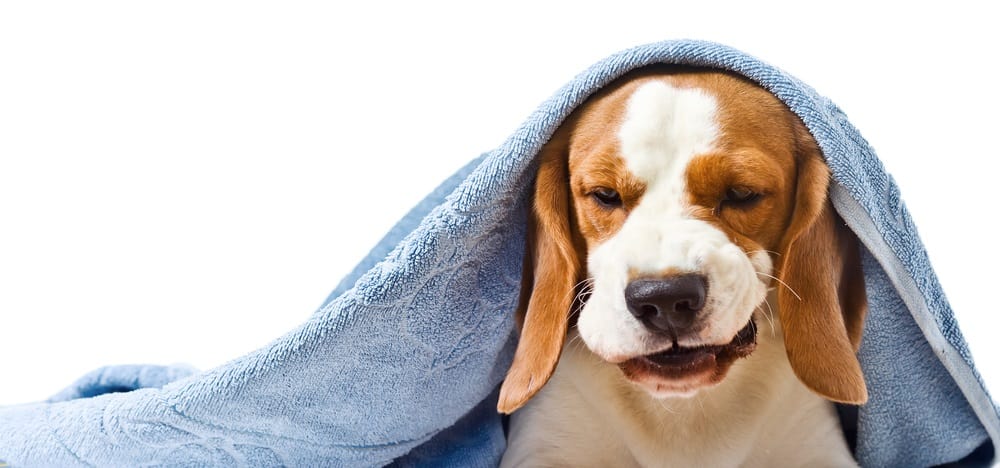 sick dog under blue blanket