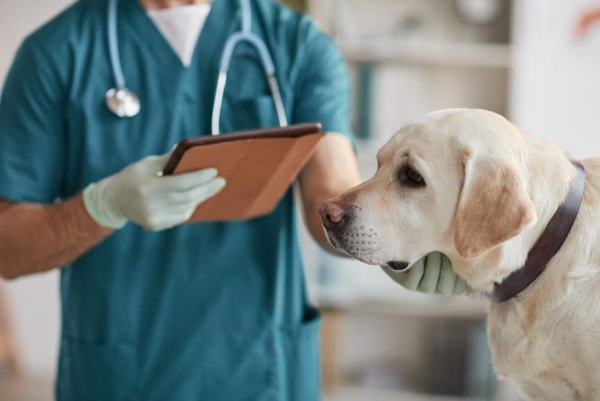 vet inspecting doctor