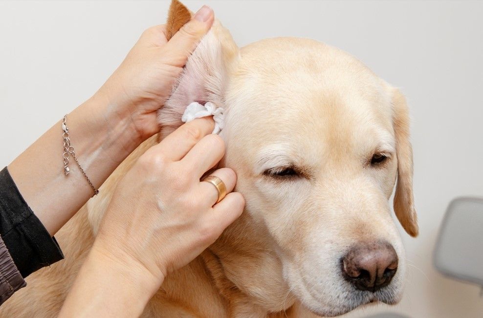 women cleaning dog ear