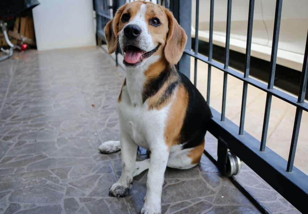 beagle puppy inside gate
