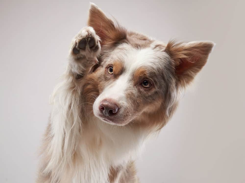 beautiful dog showing his paw