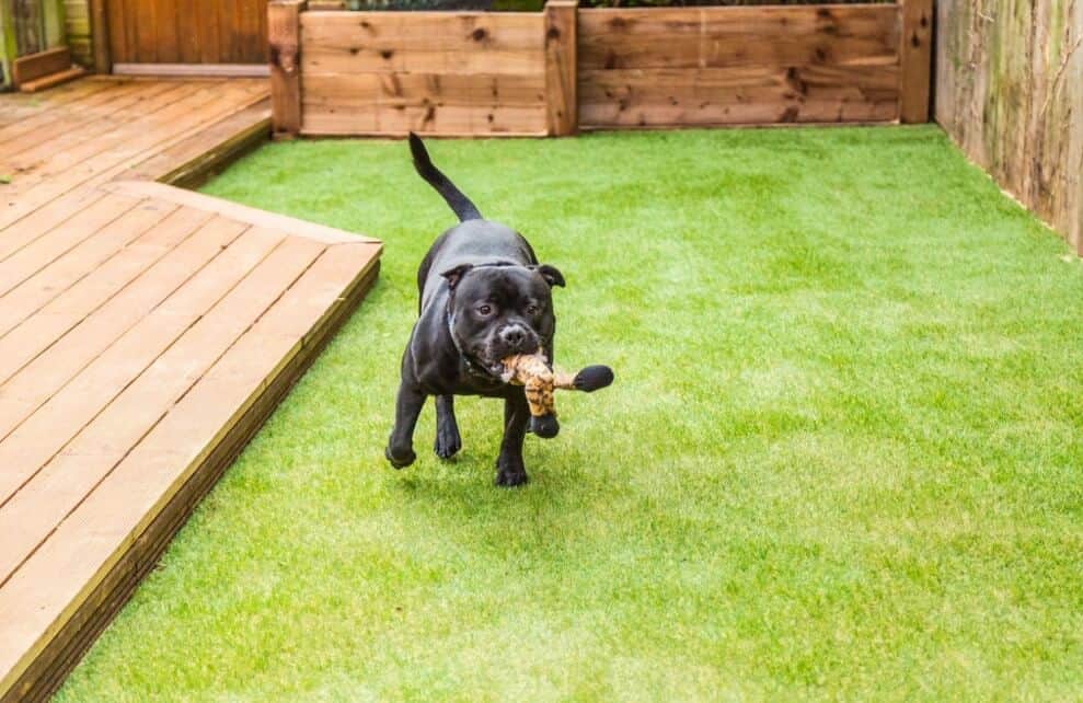 black pitbull playing with toy