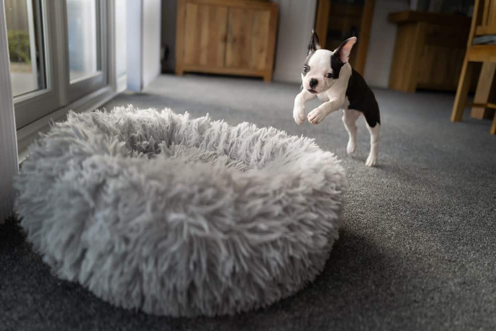 boxer puppy jumping on his bed