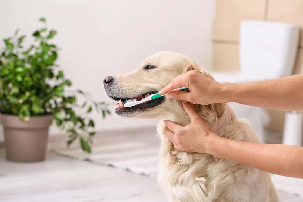 brushing dog teeth