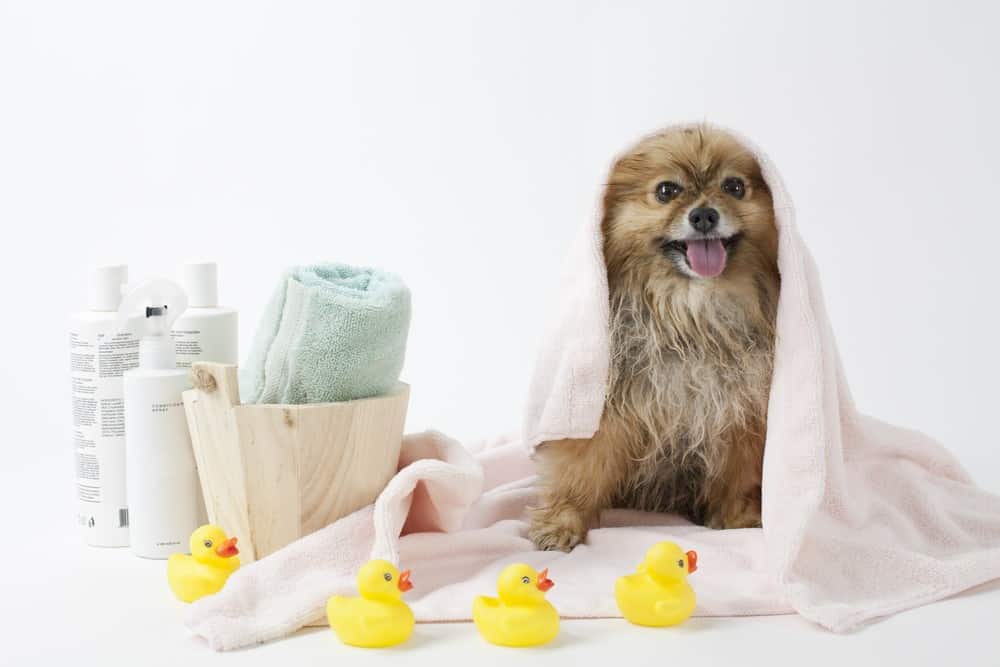 cleaning dog after bath