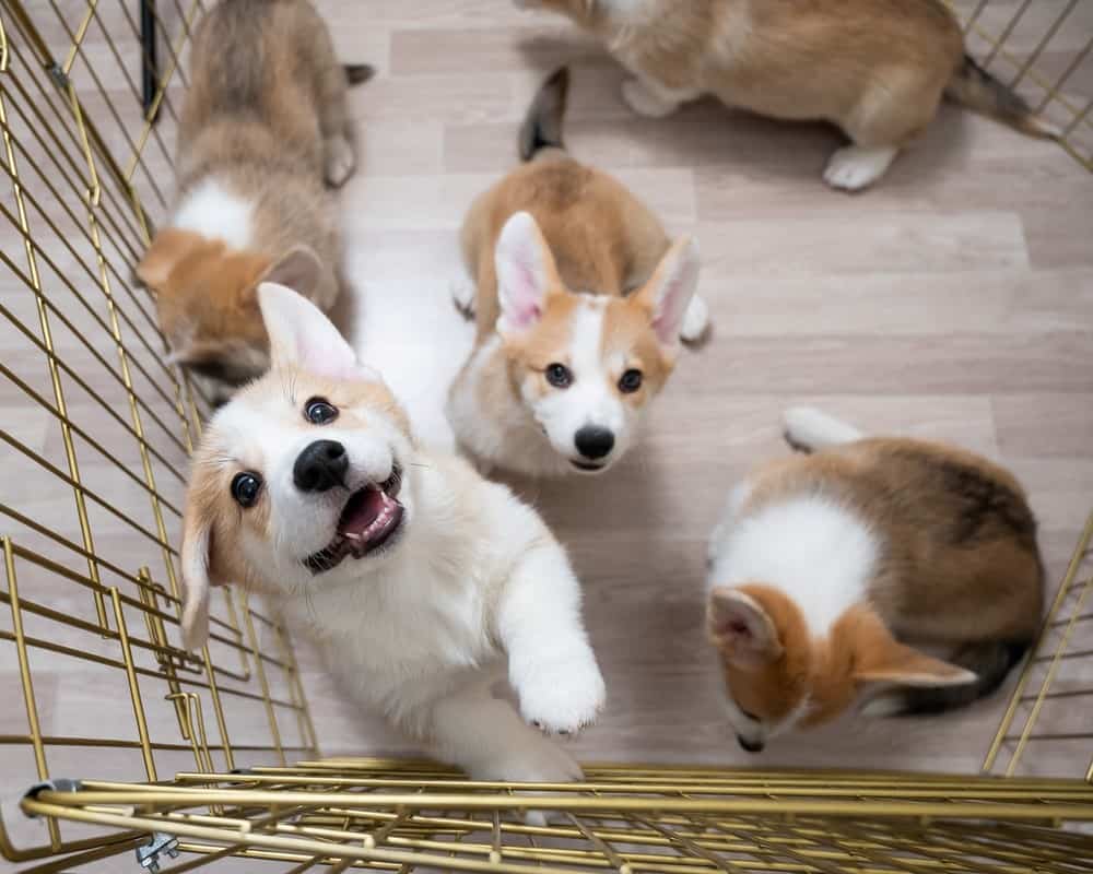corgi puppies inside dog fence