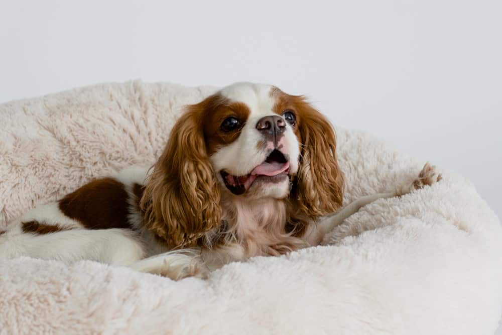 cute dog sitting in his bed