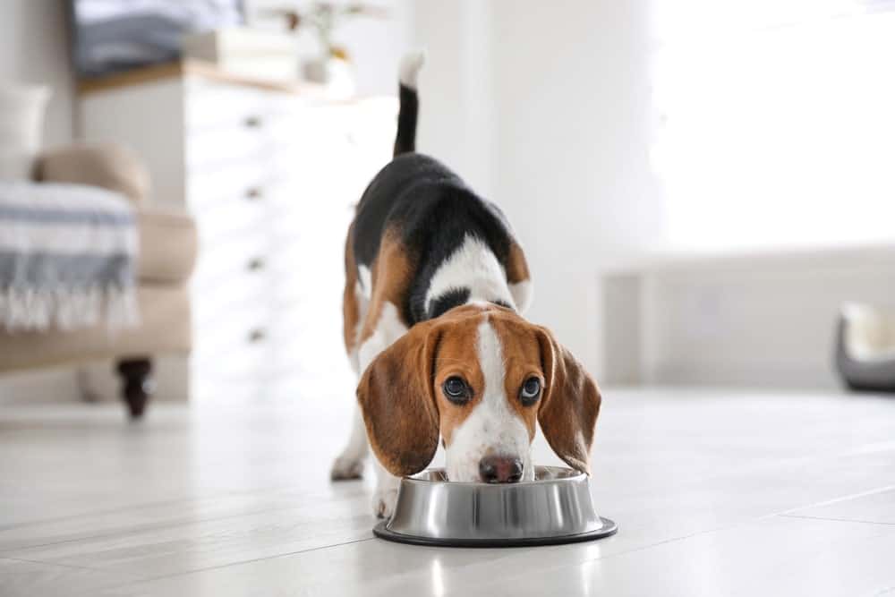 dog eating in bowl