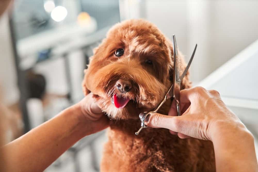 dog getting hairstyle