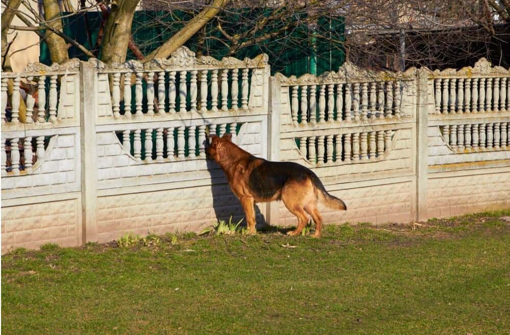 dog looking out of wall