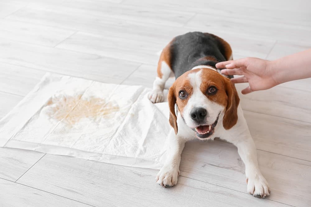 dog peed on towel