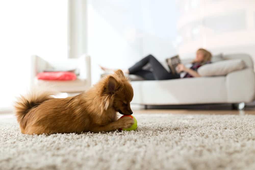dog playing in apartment with ball