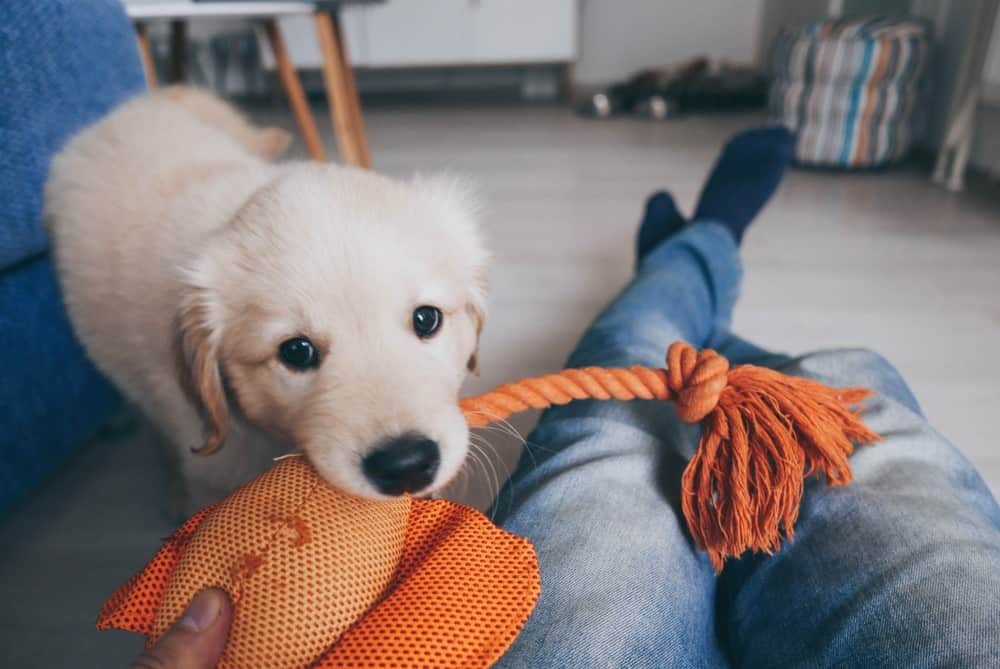 dog playing with owner