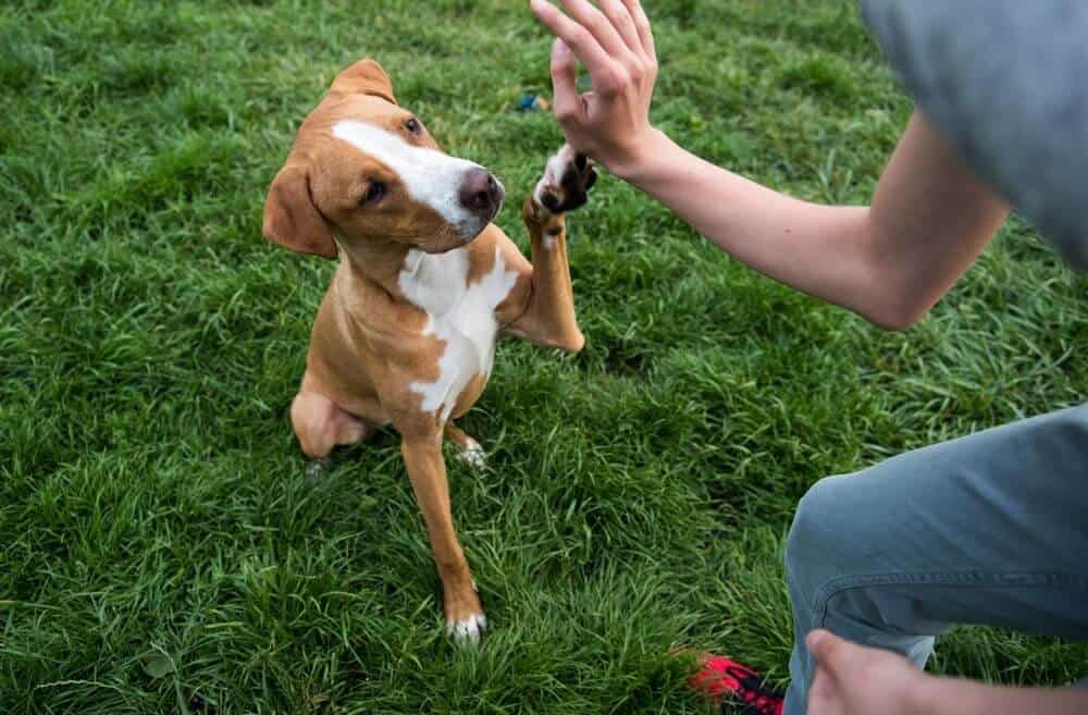 dog playing with owner