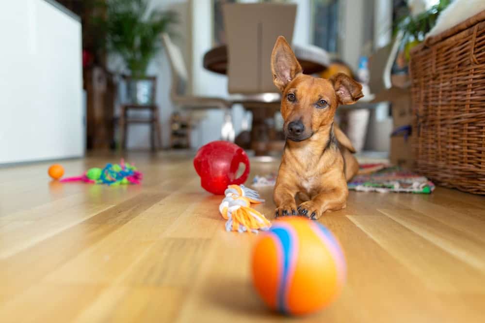 dog playing with toys