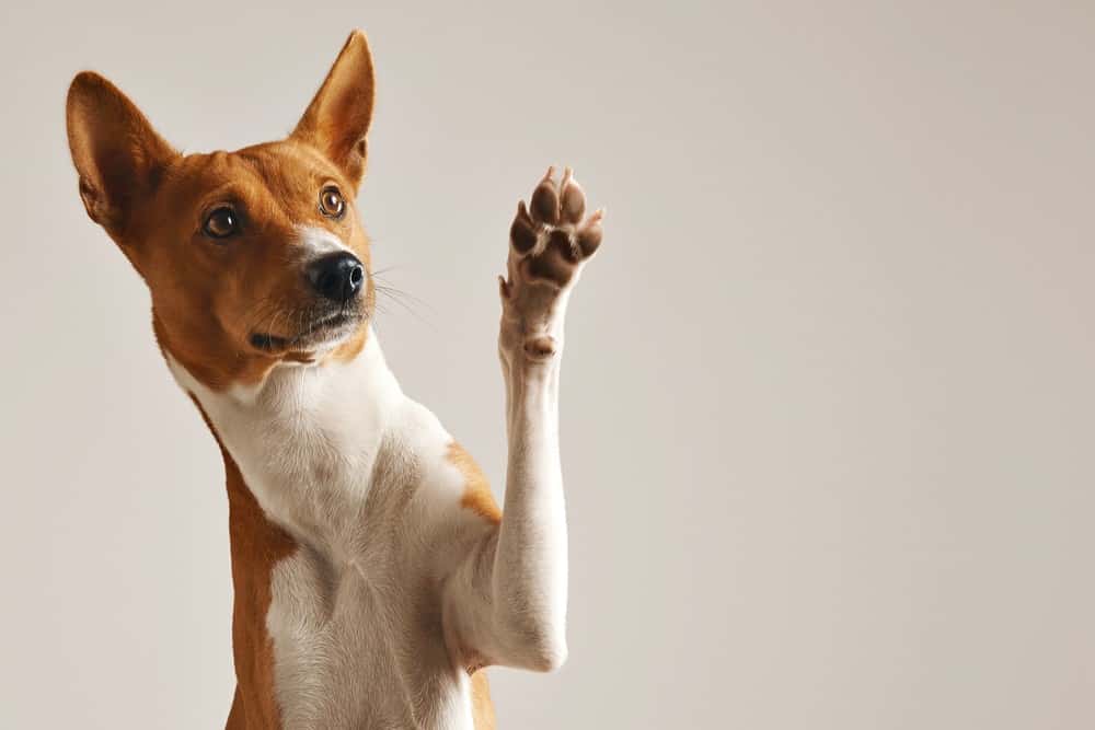 dog showing his paw