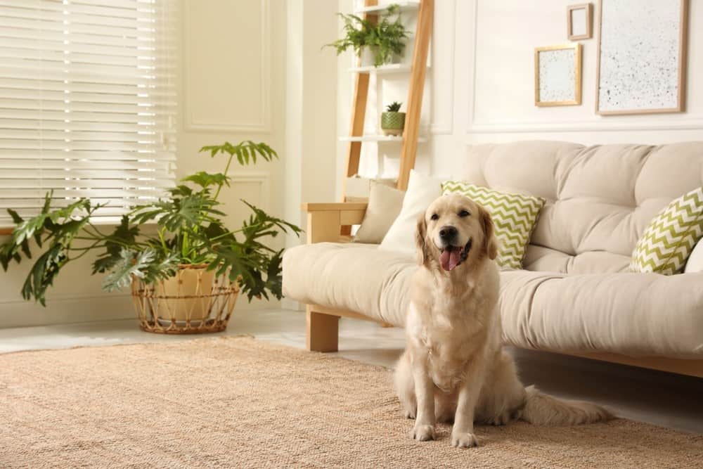 dog sitting near sofa
