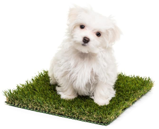 dog sitting on green grass