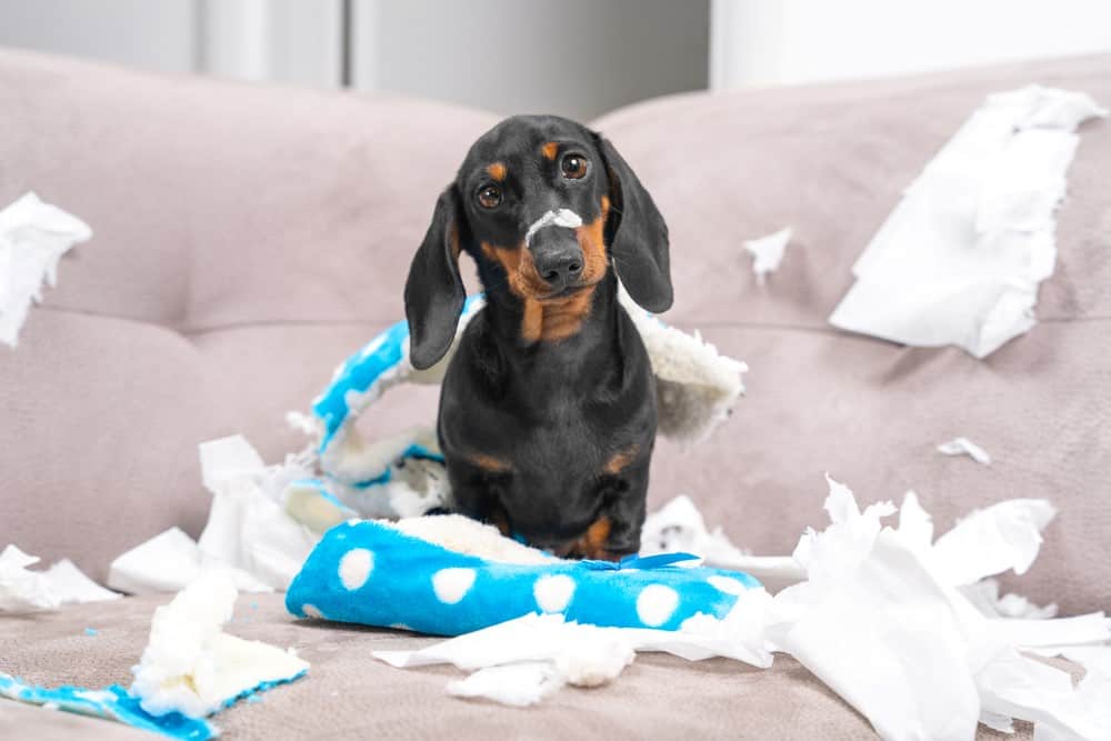 dog touring the pillow
