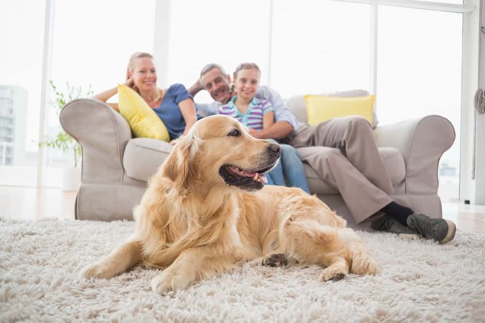 family with golden retriever dog