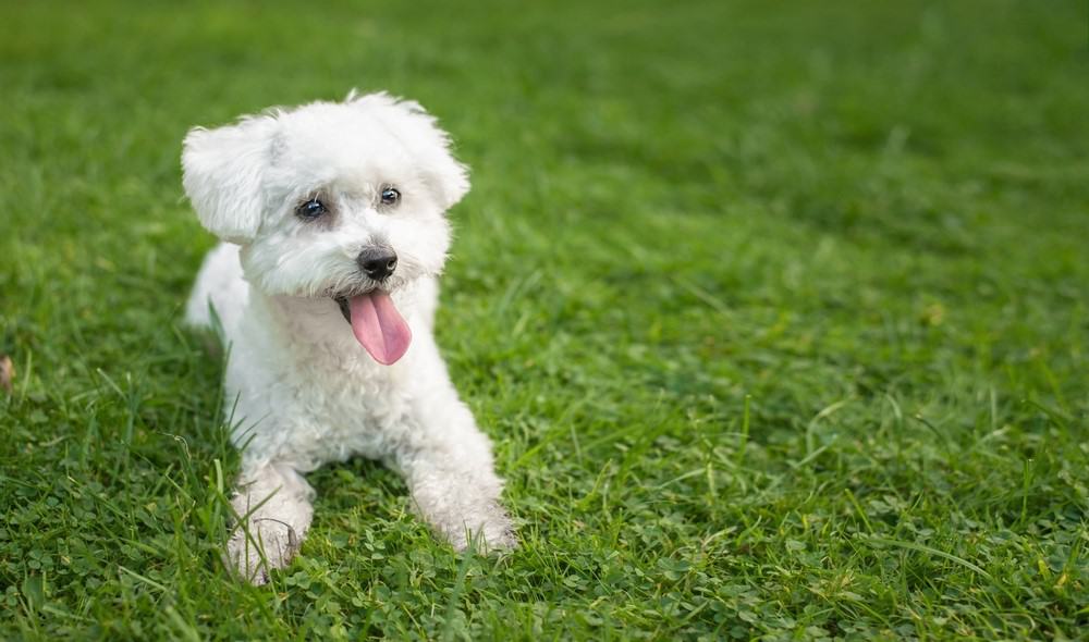 puppy playing in grass