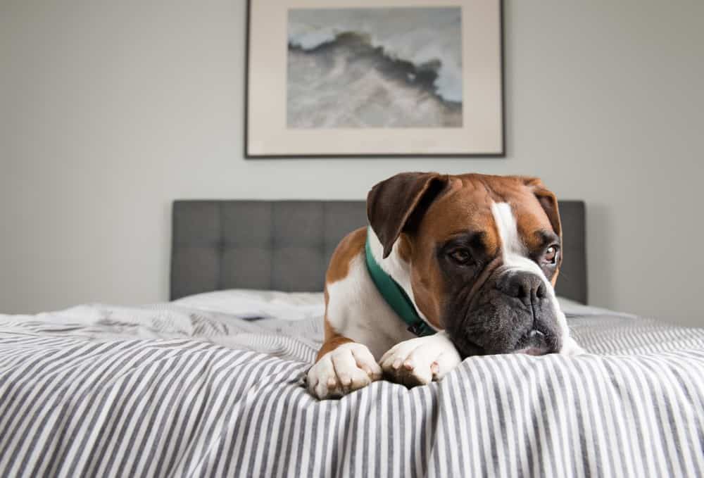 sad dog on bed