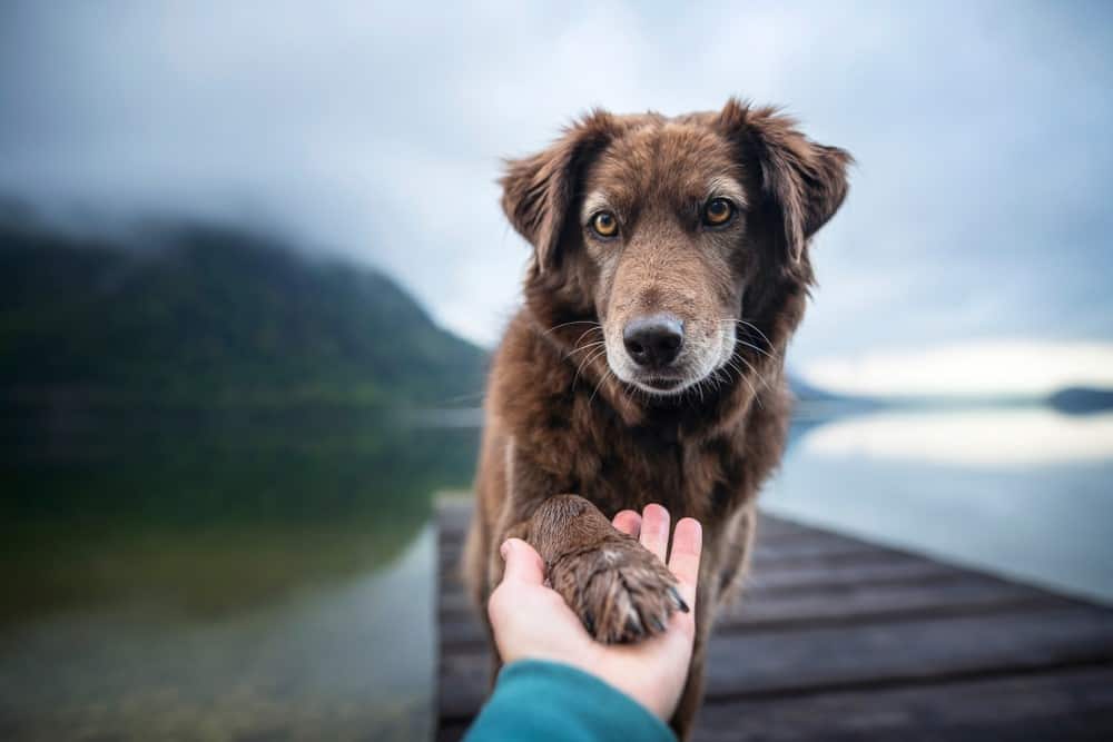 shaking hand with dog