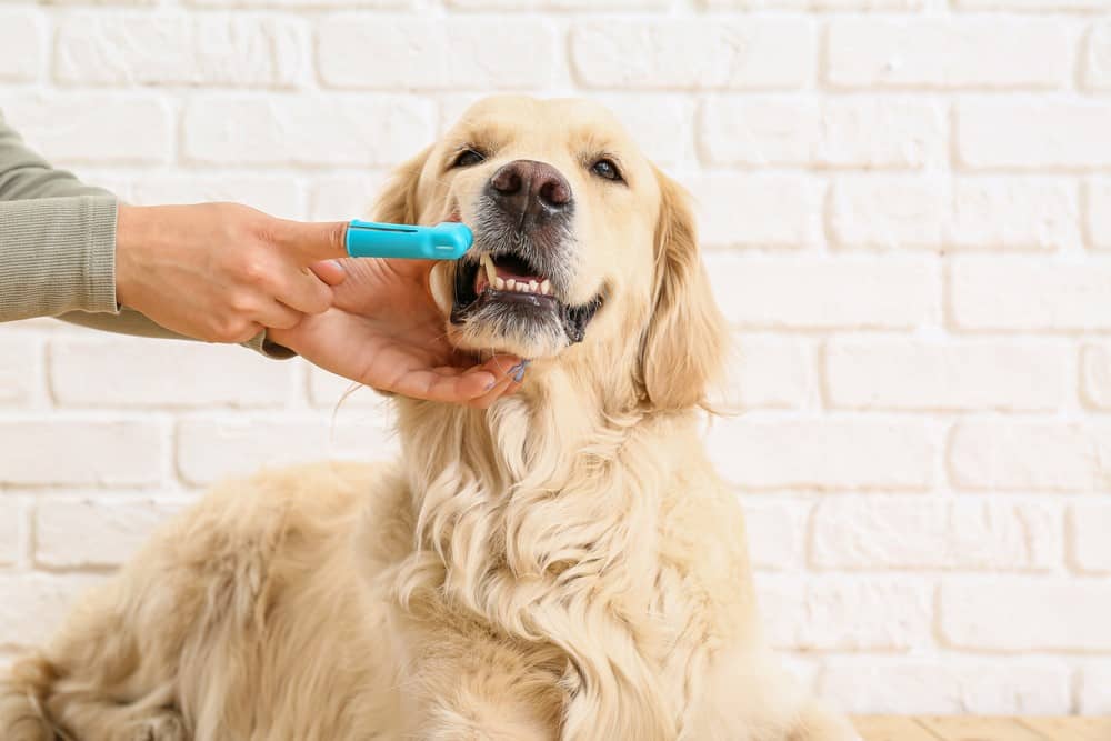 brushing dog teeth