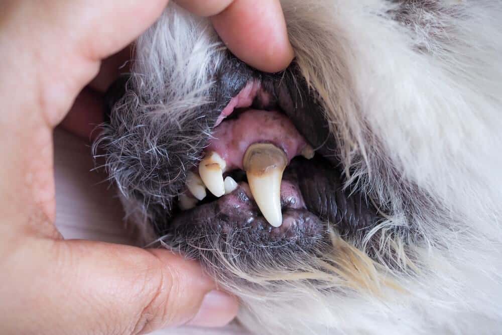 damaged teeth in dog mouth