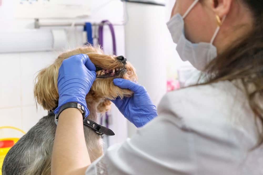doctor checking dog teeth