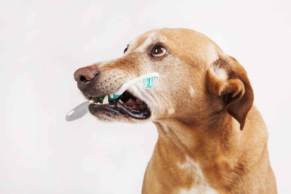 dog biting teeth