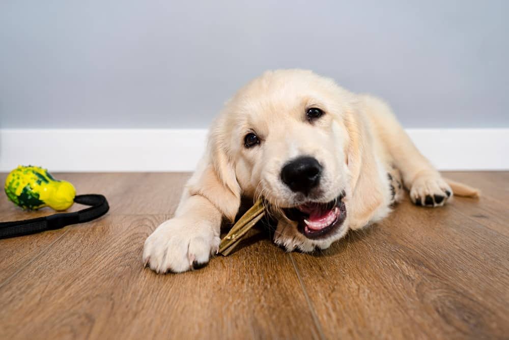 dog chewing toy