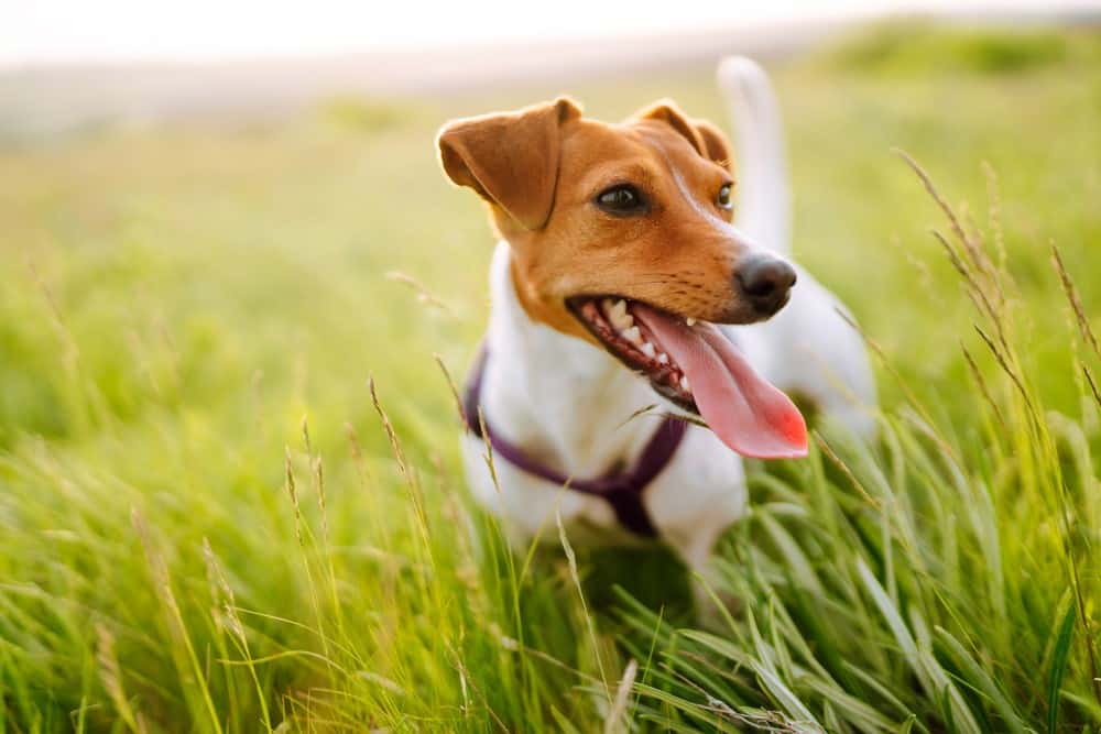 dog in green fields